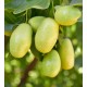 HUILE DE MODELAGE AMANDE DOUCE JOJOBA