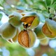HUILE DE MODELAGE AMANDE DOUCE JOJOBA