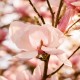 SOLVANT CIRE PARFUM MAGNOLIA 5 L